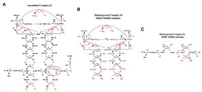 Computational Modeling Analysis of Generation of Reactive Oxygen Species by Mitochondrial Assembled and Disintegrated Complex II